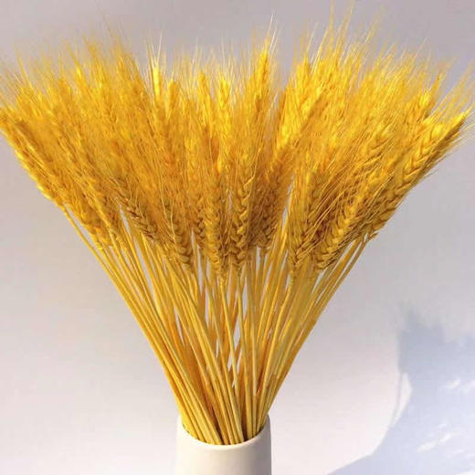 永生麦穗省内满399元包邮省外运费自理