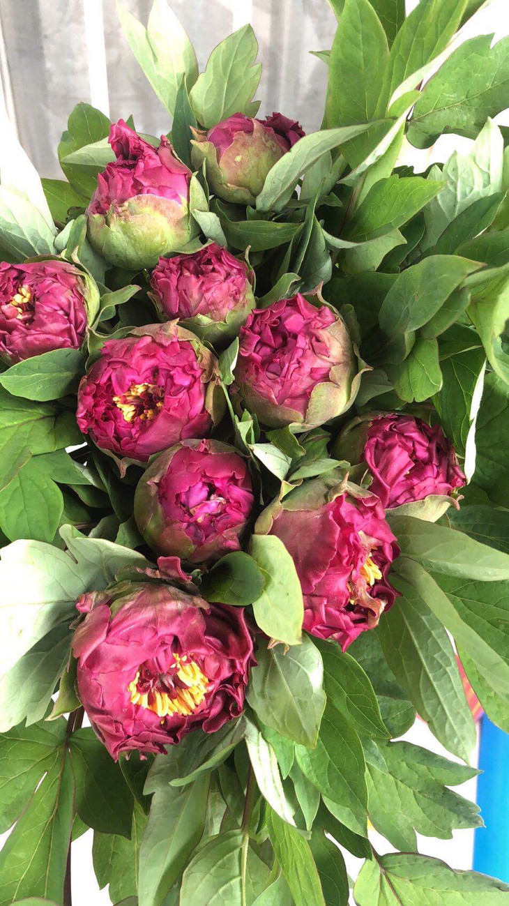 本周花事重瓣牡丹5支35元提货时间4月10日4月12日