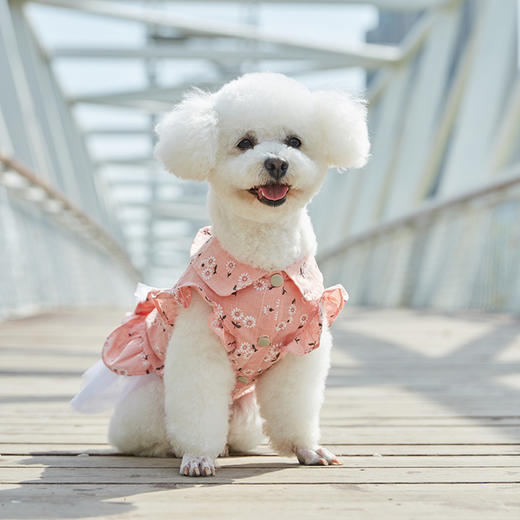 幸福小狗狗狗衣服太阳花蓬蓬裙