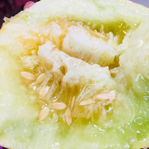 正宗马连庄小甜瓜    3/4斤 商品图9