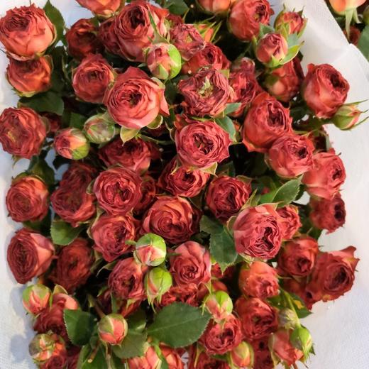 云南多头玫瑰-巧克力-10枝/扎 商品图1