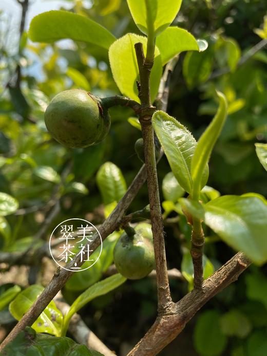 【2020小户赛】当地人称“赛冰岛”！ 商品图8