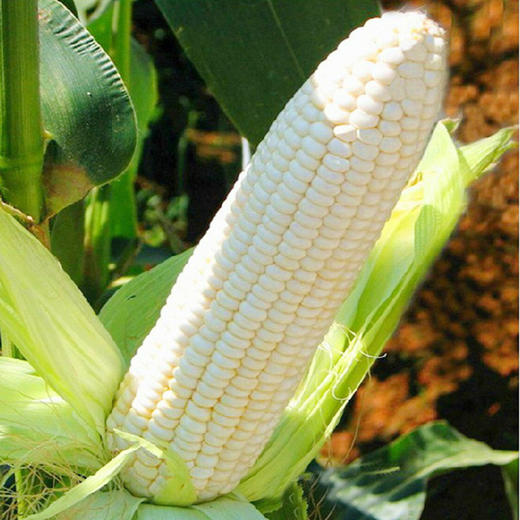 云南牛奶玉米香黏白糯玉米棒鲜农家种植带皮现摘牛奶玉米