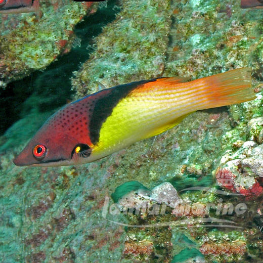 三色龙 商品图4