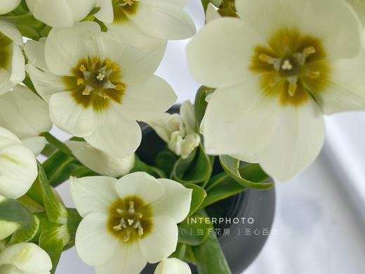 【圣心百合】5支/份   长约30-35cm 商品图4