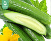 山东新鲜水果黄瓜/1份（约700g） 商品缩略图4