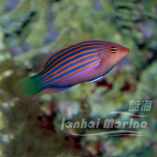 六线龙（除钉螺） 商品图2