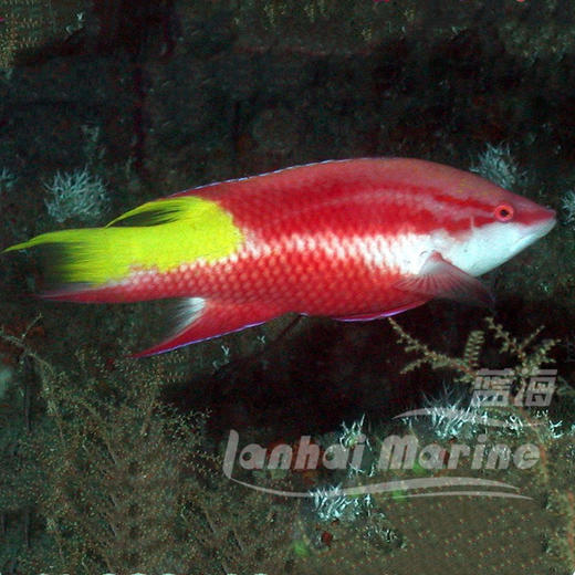 美国红狐 商品图3