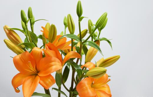 橙色梦想亚百合小花型10朵份第二份3元温暖而有活力无香味