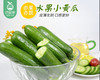 山东新鲜水果黄瓜/1份（约700g） 商品缩略图2