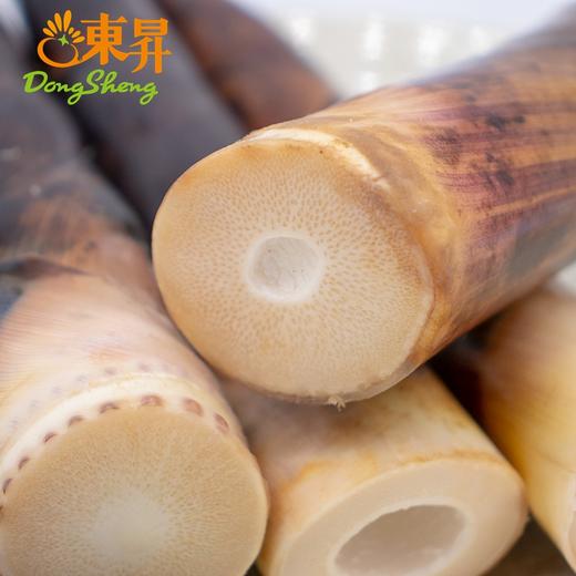 东升农场 雷竹笋  春笋 早竹笋  早园竹笋  广州蔬菜新鲜配送500G 商品图3