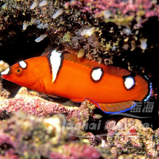 白点红龙 幼鱼 商品图1