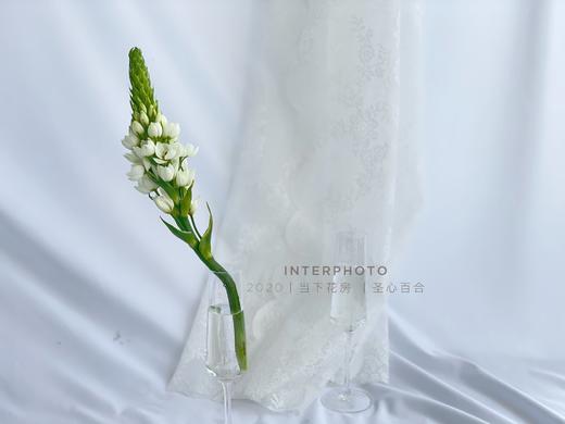 【圣心百合】5支/份   长约30-35cm 商品图3