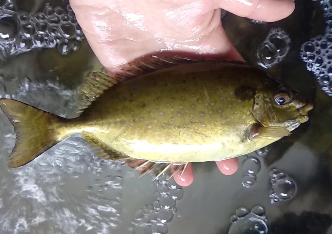 【海鲜任意3斤起购】东山海鲜飞鼓鱼 | 超活力 煲酸梅 有一股独特的