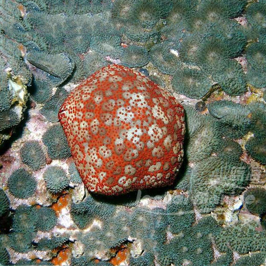 面包海星 商品图3