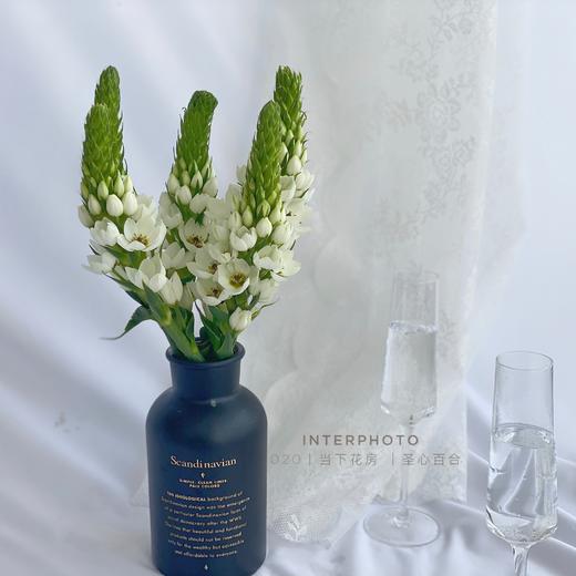 【圣心百合】5支/份   长约30-35cm 商品图0