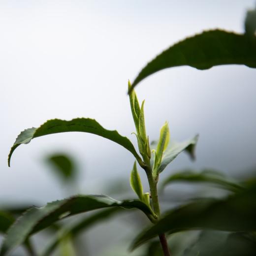 【山水寻味】东裕茗茶 雨前毛尖 绿茶茶叶200g 商品图2