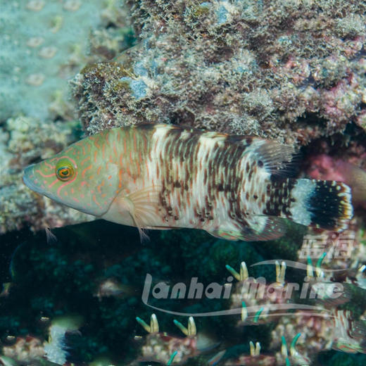 假苏眉 商品图1