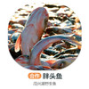 茂兴湖野生胖头鱼（周四前下单 周六配送 鱼是特殊产品氧气袋发货保鲜不保活） 商品缩略图0