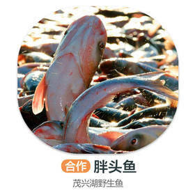 茂兴湖野生胖头鱼（周四前下单 周六配送 鱼是特殊产品氧气袋发货保鲜不保活）