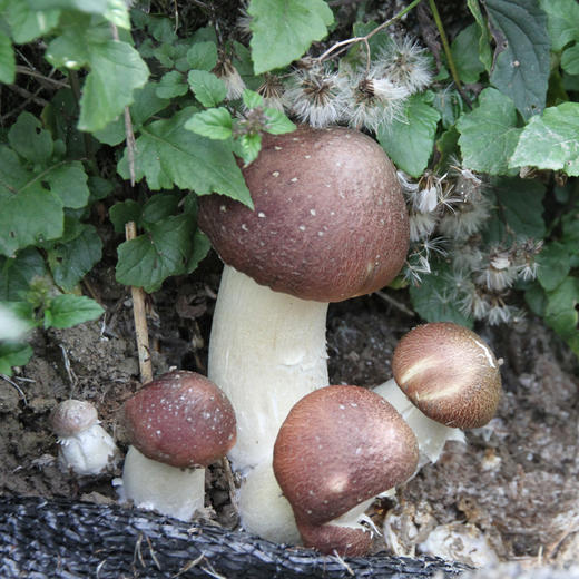 遵义仁怀大球盖菇赤松茸250g全国包邮部分地区不发货