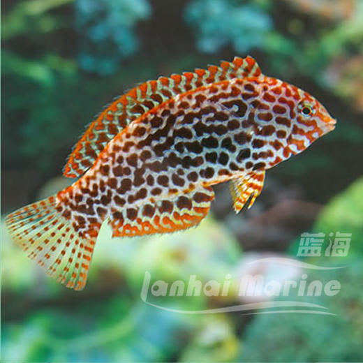 豹纹龙 商品图1