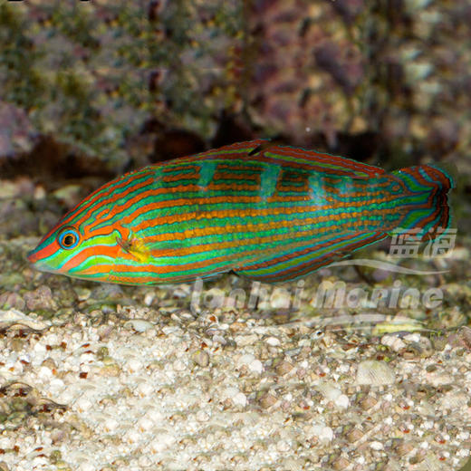 八线龙 公（除蚓螺） 商品图1