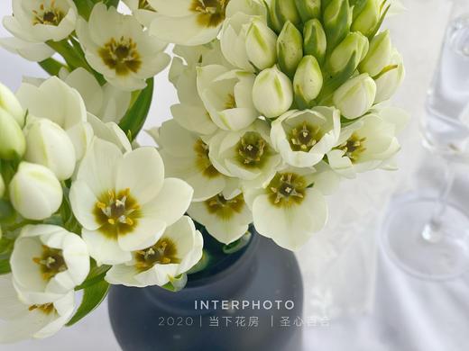 【圣心百合】5支/份   长约30-35cm 商品图2