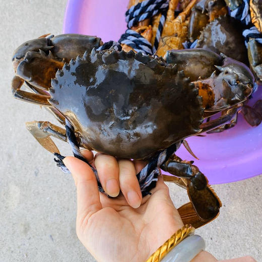 【海鲜精选】东山海鲜•野生菜鲟（顺丰冷链到家） 肉质饱满 喜欢蟹肉多多的 约这个妥妥 商品图1