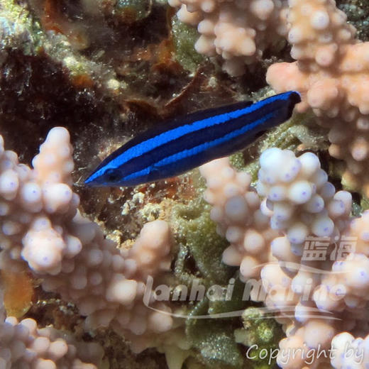 红海医生 商品图1