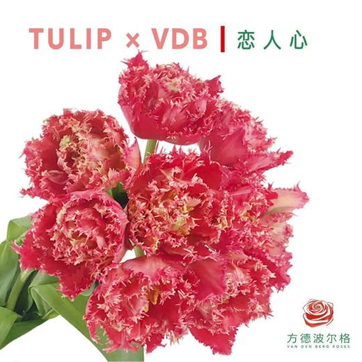 郁金香恋人心红重瓣毛边10支扎