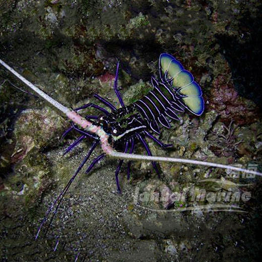 白须龙虾 商品图1