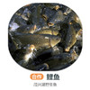 茂兴湖野生鲤鱼（周四前下单 周六配送 鱼是特殊产品氧气袋发货保鲜不保活） 商品缩略图0