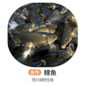 茂兴湖野生鲤鱼（周四前下单 周六配送 鱼是特殊产品氧气袋发货保鲜不保活）