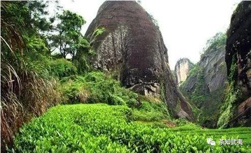 喝了这么久岩茶，你摸到它的 “骨头” 了吗？ 商品图0