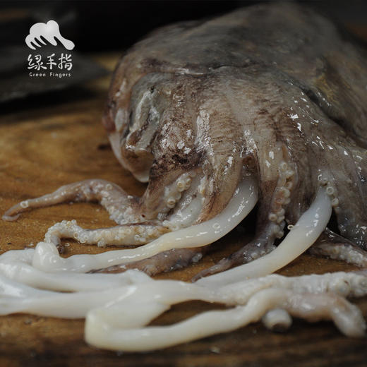 野生墨鱼 | 合作生产 * Wild- cuttlefish | Coproduction 商品图3
