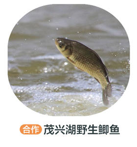 茂兴湖野生鲫鱼10斤装，单条2-5两（冻）