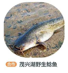 茂兴湖野生鲶鱼