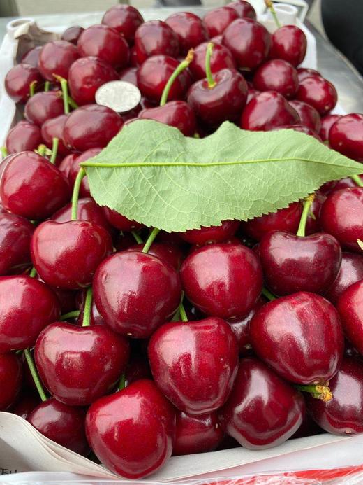 周四取货：【大连6A樱桃】一份1斤左右，美味可口，酸甜多汁，个头大，肉质鲜嫩！ 商品图7