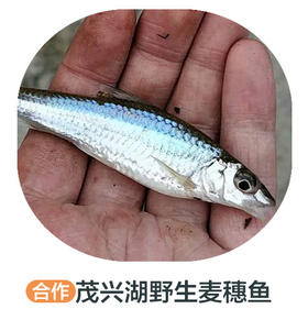 茂兴湖野生麦穗鱼
