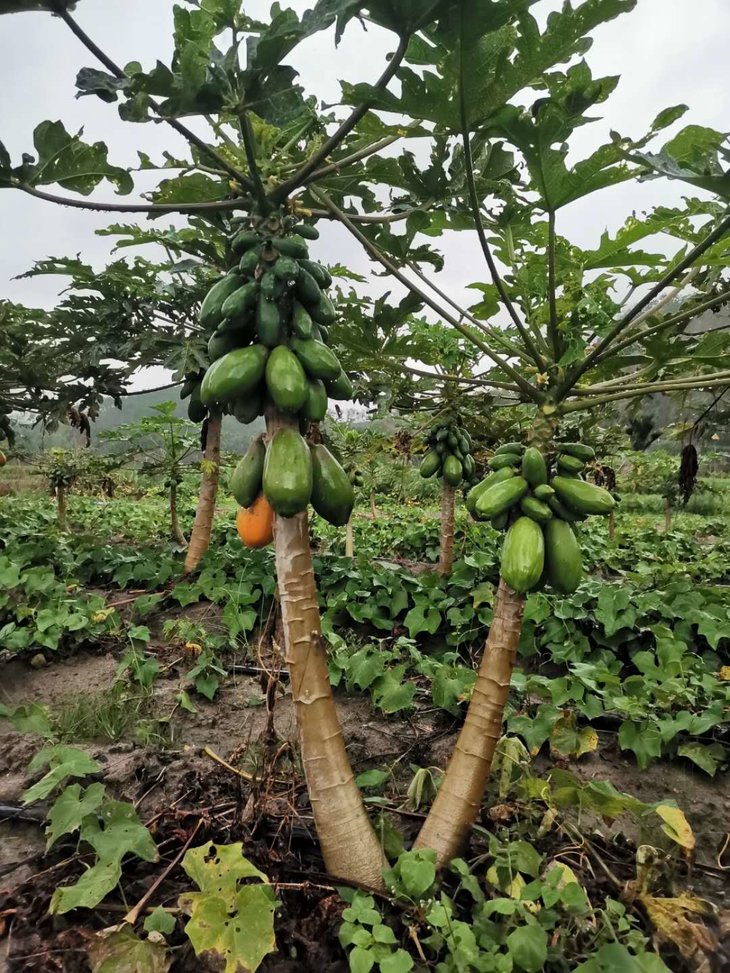 中国海油对口扶贫--五指山木瓜(预售)
