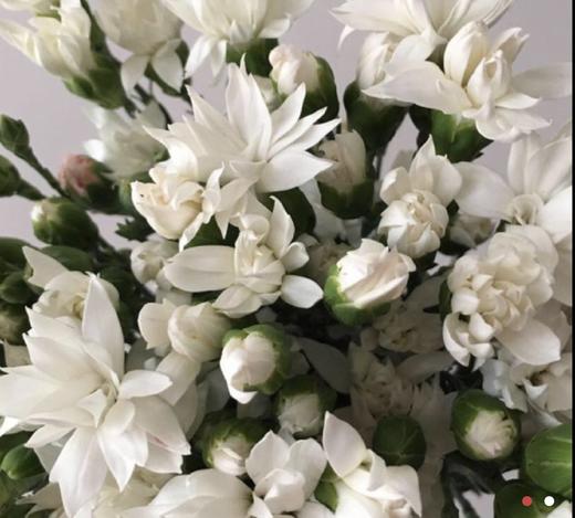 【白色星太子】多头康乃馨-20支/扎 商品图0