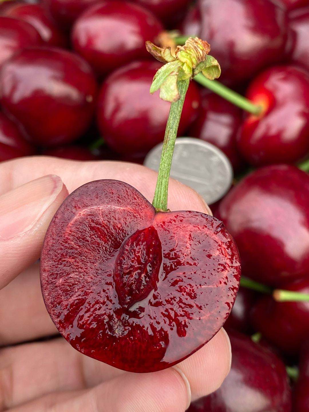 周六取货：【大连美早樱桃4J】一份250克 左右，美味可口，酸甜多汁，肉质鲜嫩！