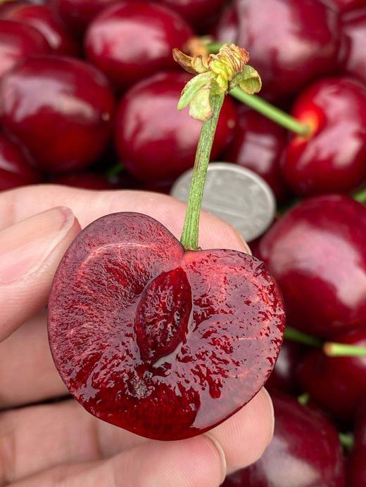 周四取货：【大连6A樱桃】一份1斤左右，美味可口，酸甜多汁，个头大，肉质鲜嫩！ 商品图3