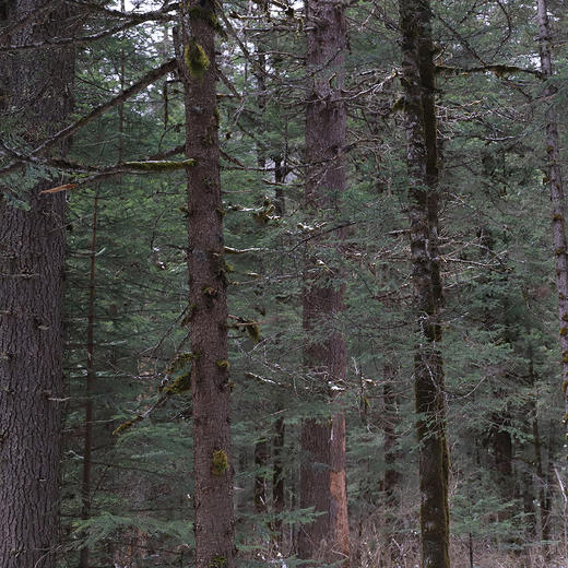 平武中蜂蜜 | 平武的大山深处 430g 商品图6