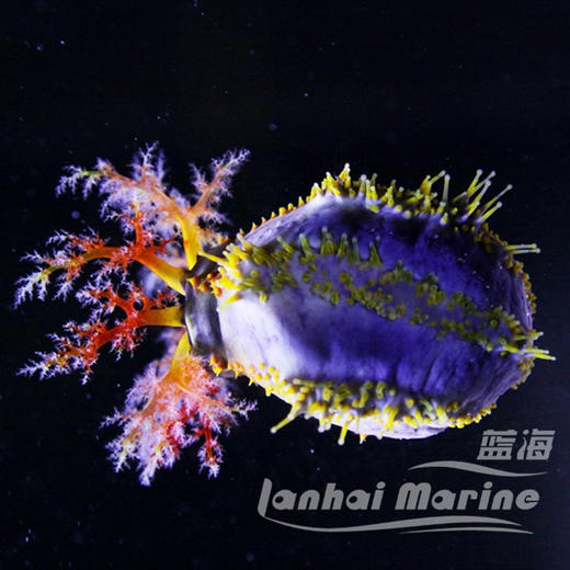 海苹果 商品图10