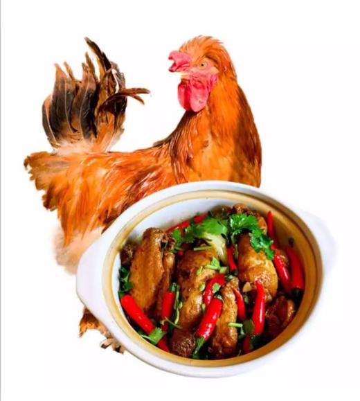 【高福农场 散养北京油鸡大公鸡】约1800g/只，空运直达，产地陕西扶风 商品图2