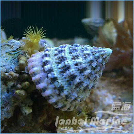 食苔螺/清洁螺 商品图1