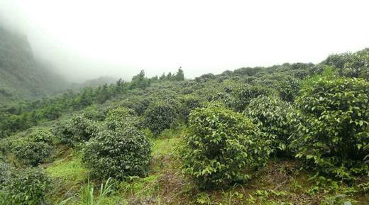 「蓝蜜蜂·花茶」石崖茶 商品图2