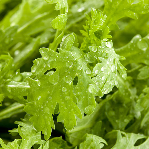 有机茼蒿 商品图1